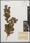 Foto von Salix waldsteiniana Willd.
